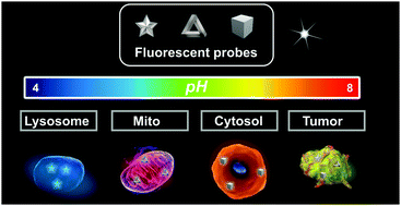 Graphical abstract: Fluorescent bioimaging of pH: from design to applications