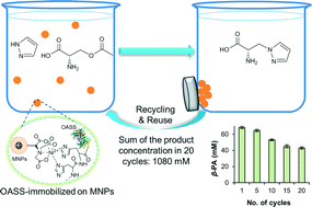 Graphical abstract: Immobilization of O-acetylserine sulfhydrylase as a highly active and recyclable nanobiocatalyst: efficient synthesis of β-pyrazol-1-yl-l-alanine
