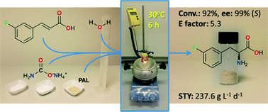 Graphical abstract: Intensified biocatalytic production of enantiomerically pure halophenylalanines from acrylic acids using ammonium carbamate as the ammonia source