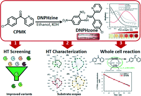 Graphical abstract: Carbonyl group-dependent high-throughput screening and enzymatic characterization of diaromatic ketone reductase