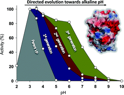 Graphical abstract: Alkaline versatile peroxidase by directed evolution