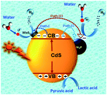 Graphical abstract: Modulation of charge carrier pathways in CdS nanospheres by integrating MoS2 and Ni2P for improved migration and separation toward enhanced photocatalytic hydrogen evolution