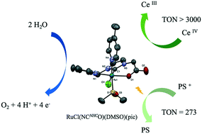 Graphical abstract: Chemical and photochemical water oxidation catalyzed by novel ruthenium complexes comprising a negatively charged NCNHCO ligand