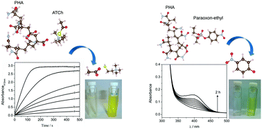 Graphical abstract: Polyhydroxamicalkanoate as a bioinspired acetylcholinesterase-based catalyst for acetylthiocholine hydrolysis and organophosphorus dephosphorylation: experimental studies and theoretical insights