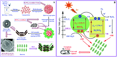 Graphical abstract: Controllable one-pot synthesis of a nest-like Bi2WO6/BiVO4 composite with enhanced photocatalytic antifouling performance under visible light irradiation