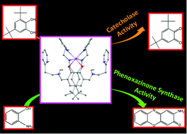 Graphical abstract: Unique mononuclear MnII complexes of an end-off compartmental Schiff base ligand: experimental and theoretical studies on their bio-relevant catalytic promiscuity