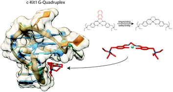 Graphical abstract: Another step toward DNA selective targeting: NiII and CuII complexes of a Schiff base ligand able to bind gene promoter G-quadruplexes