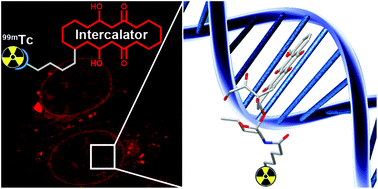 Graphical abstract: Towards 99mTc-based imaging agents with effective doxorubicin mimetics: a molecular and cellular study