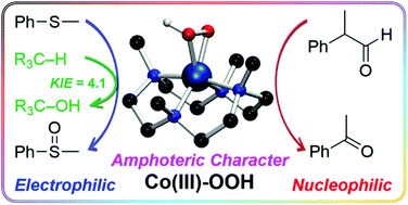 Graphical abstract: A mononuclear nonheme cobalt(iii)–hydroperoxide complex with an amphoteric reactivity in electrophilic and nucleophilic oxidative reactions