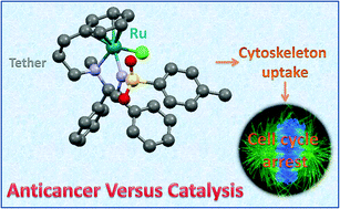 Graphical abstract: The contrasting catalytic efficiency and cancer cell antiproliferative activity of stereoselective organoruthenium transfer hydrogenation catalysts