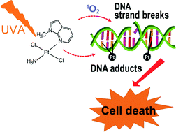 Graphical abstract: Anticancer potential of a photoactivated transplatin derivative containing the methylazaindole ligand mediated by ROS generation and DNA cleavage