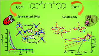 Graphical abstract: Synthesis, structure, magnetic and biological activity studies of bis-hydrazone derived Cu(ii) and Co(ii) coordination compounds