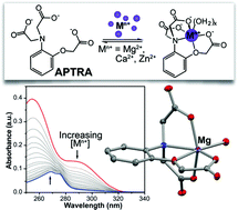 Graphical abstract: Structural and spectroscopic insight into the metal binding properties of the o-aminophenol-N,N,O-triacetic acid (APTRA) chelator: implications for design of metal indicators