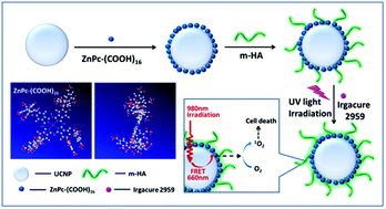 Graphical abstract: Monomer zinc phthalocyanine/upconversion nanoparticle coated with hyaluronic acid crosslinked gel as NIR light-activated drug for in vitro photodynamic therapy