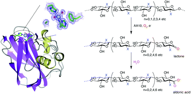 Graphical abstract: Activity, stability and 3-D structure of the Cu(ii) form of a chitin-active lytic polysaccharide monooxygenase from Bacillus amyloliquefaciens