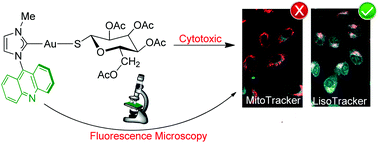 Graphical abstract: Cytotoxicity and biodistribution studies of luminescent Au(i) and Ag(i) N-heterocyclic carbenes. Searching for new biological targets