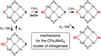Graphical abstract: Mechanisms of the S/CO/Se interchange reactions at FeMo-co, the active site cluster of nitrogenase