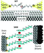 Graphical abstract: Temperature dependent charge transport across tunnel junctions of single-molecules and self-assembled monolayers: a comparative study