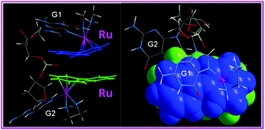 Graphical abstract: “Head-to-head” double-hamburger-like structure of di-ruthenated d(GpG) adducts of mono-functional Ru–arene anticancer complexes