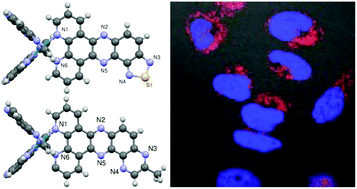 Graphical abstract: Luminescent ruthenium polypyridyl complexes with extended ‘dppz’ like ligands as DNA targeting binders and cellular agents