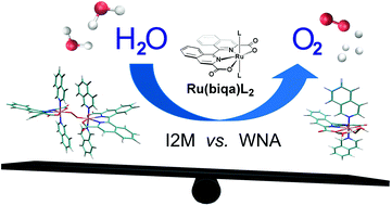 Graphical abstract: Ruthenium water oxidation catalysts containing the non-planar tetradentate ligand, biisoquinoline dicarboxylic acid (biqaH2)