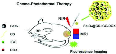 Graphical abstract: Facile one-pot synthesis of Fe3O4@chitosan nanospheres for MRI and fluorescence imaging guided chemo-photothermal combinational cancer therapy
