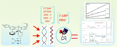 Graphical abstract: Kinetic and mechanistic study on the reactions of ruthenium(ii) chlorophenyl terpyridine complexes with nucleobases, oligonucleotides and DNA