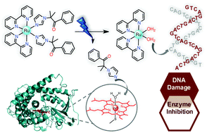 Graphical abstract: Ruthenium-containing P450 inhibitors for dual enzyme inhibition and DNA damage