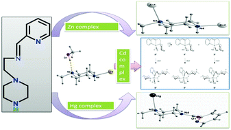 Graphical abstract: Group 12 metal complexes of (2-piperazine-1-yl-ethyl)-pyridin-2-yl-methylene-amine: rare participation of terminal piperazine N in coordination leads to structural diversity