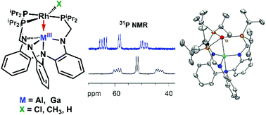 Graphical abstract: Structure and dynamic NMR behavior of rhodium complexes supported by Lewis acidic group 13 metallatranes