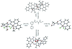 Graphical abstract: Synthesis, characterization and magnetic studies on mono-, di-, and tri-nuclear Cu(ii) complexes of a new versatile diazine ligand
