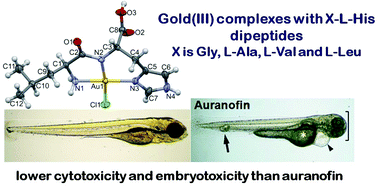 Graphical abstract: Mononuclear gold(iii) complexes with l-histidine-containing dipeptides: tuning the structural and biological properties by variation of the N-terminal amino acid and counter anion