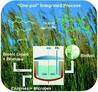 Graphical abstract: CO2 enabled process integration for the production of cellulosic ethanol using bionic liquids