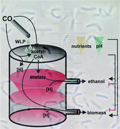 Graphical abstract: Ethanol production in syngas-fermenting Clostridium ljungdahlii is controlled by thermodynamics rather than by enzyme expression