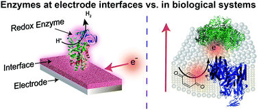 Graphical abstract: Biomimetic and bioinspired approaches for wiring enzymes to electrode interfaces