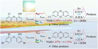 Graphical abstract: Effects of dissolved organic matter on phototransformation rates and dioxin products of triclosan and 2′-HO-BDE-28 in estuarine water