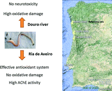 Graphical abstract: Pollution effects on biochemical pathways determined in the polychaete Hediste diversicolor collected in three Portuguese estuaries