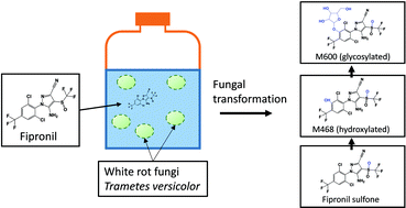 Graphical abstract: Metabolization and degradation kinetics of the urban-use pesticide fipronil by white rot fungus Trametes versicolor