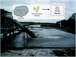 Graphical abstract: Impacts of coal ash on methylmercury production and the methylating microbial community in anaerobic sediment slurries
