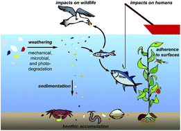 Graphical abstract: Research highlights: impacts of microplastics on plankton