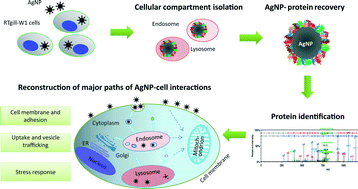 Graphical abstract: Silver nanoparticle–protein interactions in intact rainbow trout gill cells