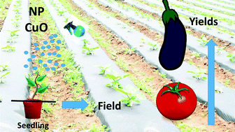 Graphical abstract: The use of metallic oxide nanoparticles to enhance growth of tomatoes and eggplants in disease infested soil or soilless medium