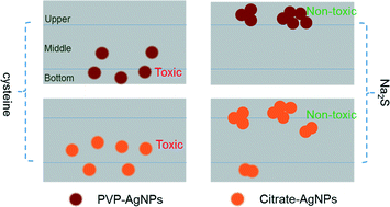 Graphical abstract: Determination of inequable fate and toxicity of Ag nanoparticles in a Phanerochaete chrysosporium biofilm system through different sulfide sources