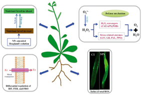 Graphical abstract: Defense mechanisms and nutrient displacement in Arabidopsis thaliana upon exposure to CeO2 and In2O3 nanoparticles