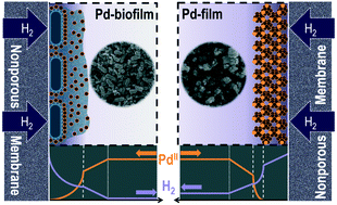 Graphical abstract: Biofilm-enhanced continuous synthesis and stabilization of palladium nanoparticles (PdNPs)