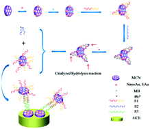 Graphical abstract: Electrochemical DNA sensing strategy based on strengthening electronic conduction and a signal amplifier carrier of nanoAu/MCN composited nanomaterials for sensitive lead detection