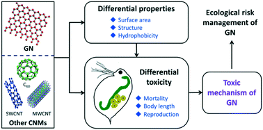 Graphical abstract: The mechanism of chronic toxicity to Daphnia magna induced by graphene suspended in a water column