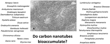 Graphical abstract: Increasing evidence indicates low bioaccumulation of carbon nanotubes