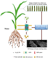 Graphical abstract: Molecular mechanisms of maize seedling response to La2O3 NP exposure: water uptake, aquaporin gene expression and signal transduction