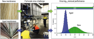 Graphical abstract: Virus removal of new and aged UF membranes at full-scale in a wastewater reclamation plant